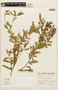 Solanum diflorum image