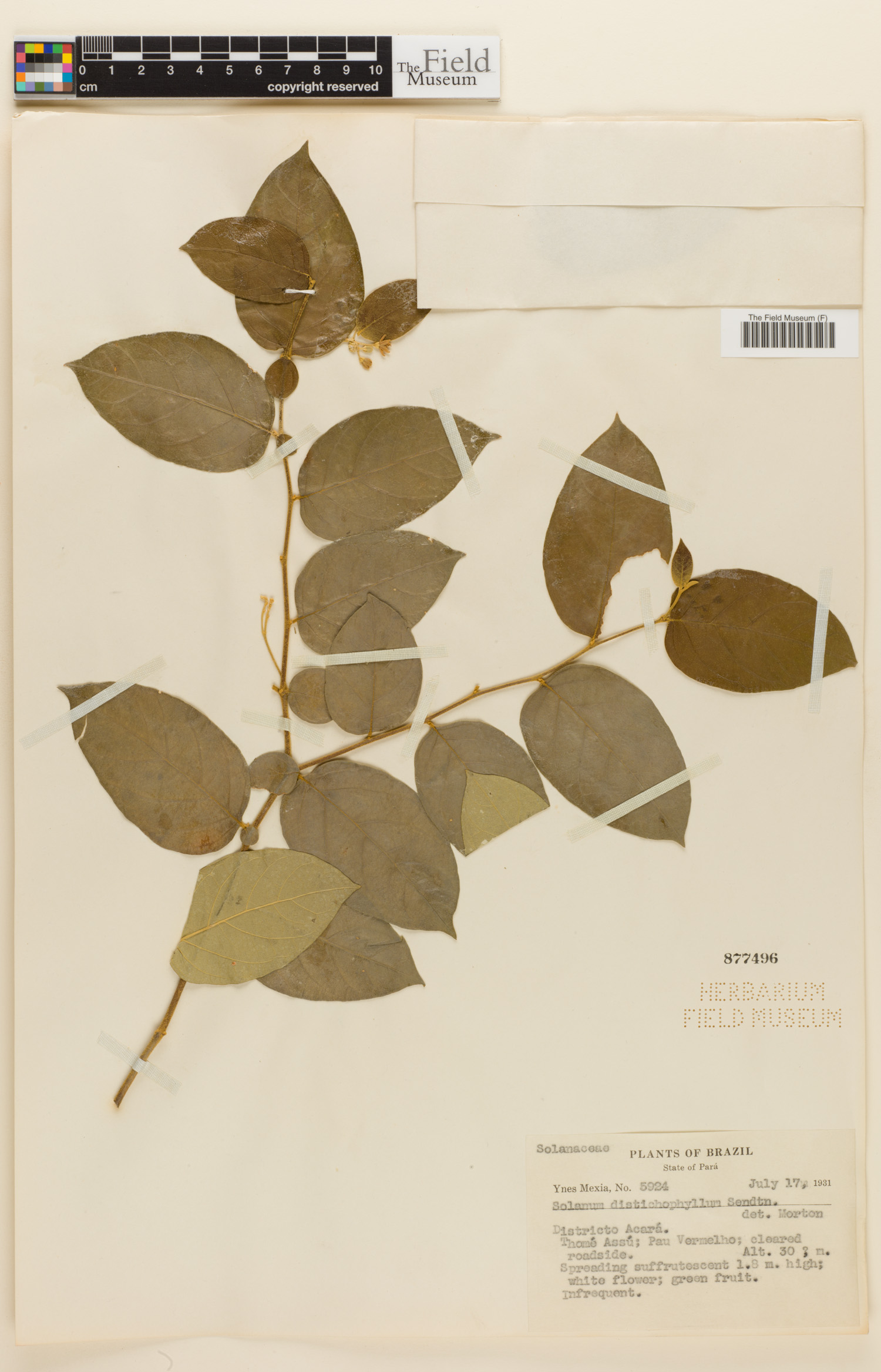 Solanum distichophyllum image