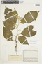 Solanum dolichosepalum image