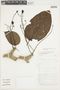 Solanum endopogon image