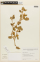 Solanum euacanthum image