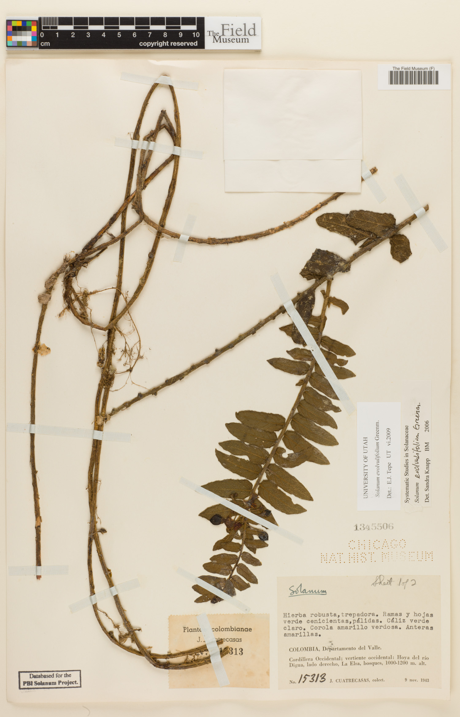 Solanum evolvulifolium image