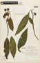 Solanum evonymoides image