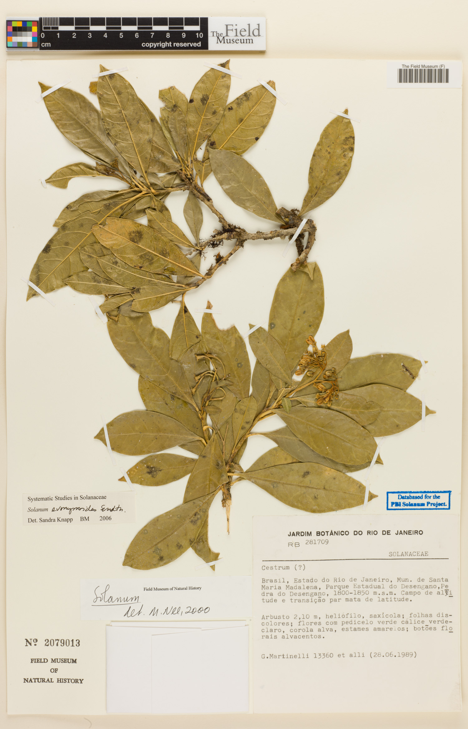 Solanum evonymoides image