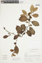 Solanum falconense image