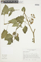 Solanum fiebrigii image