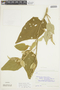 Solanum fieldingi image