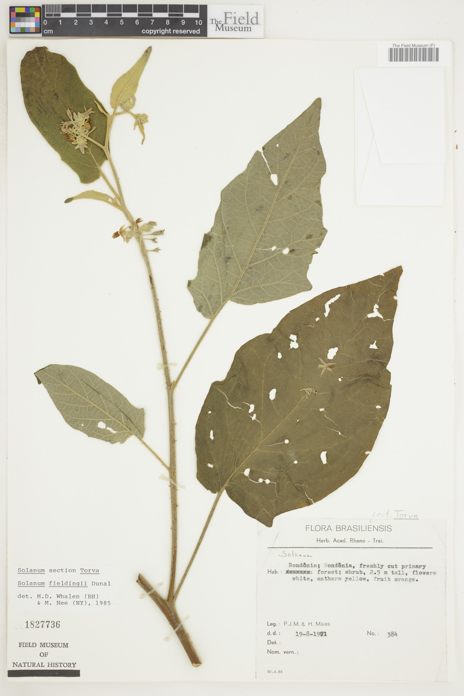 Solanum fieldingi image