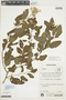 Solanum flaccidum image
