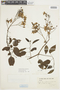 Solanum flaccidum image