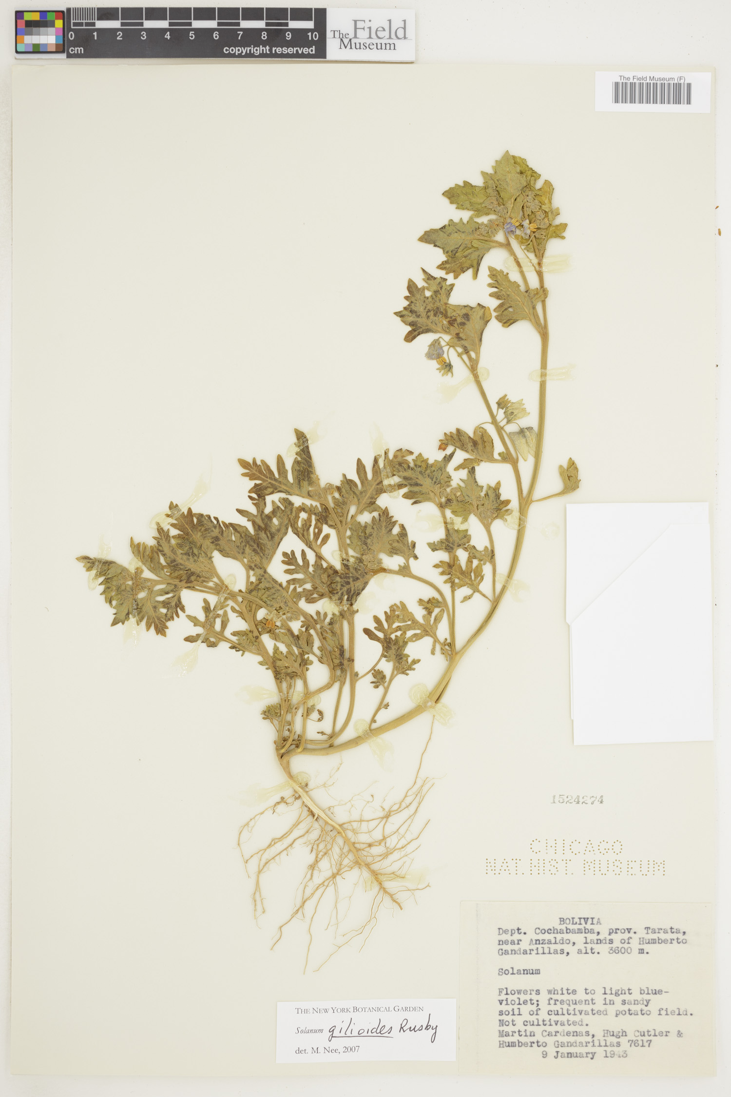 Solanum gilioides image