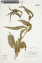 Solanum glaucophyllum image