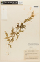 Solanum fraxinifolium image