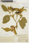 Solanum glutinosum image