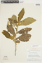 Solanum gomphodes image