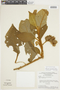 Solanum haematocladum image