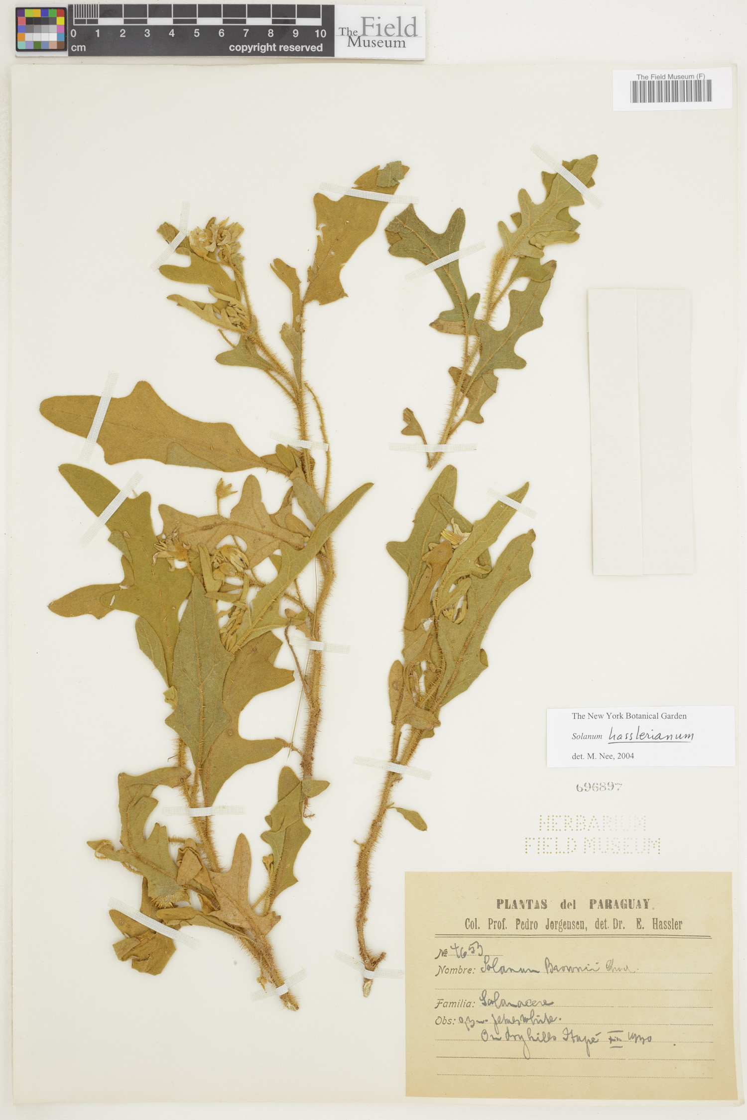 Solanum hasslerianum image