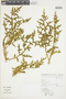 Solanum hasslerianum image