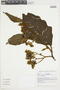 Solanum hispidum image