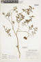 Solanum huaylasense image