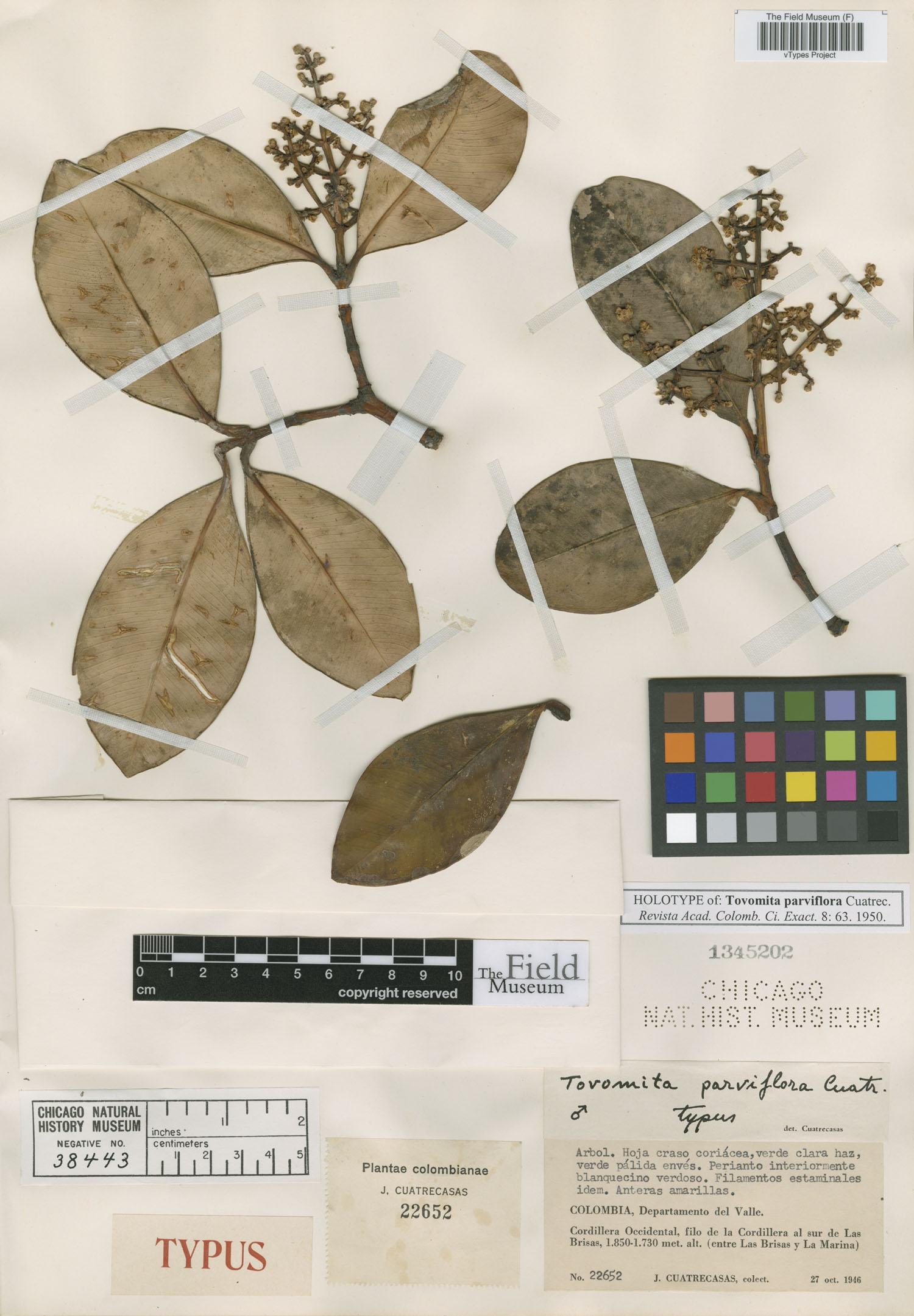 Tovomita parviflora image