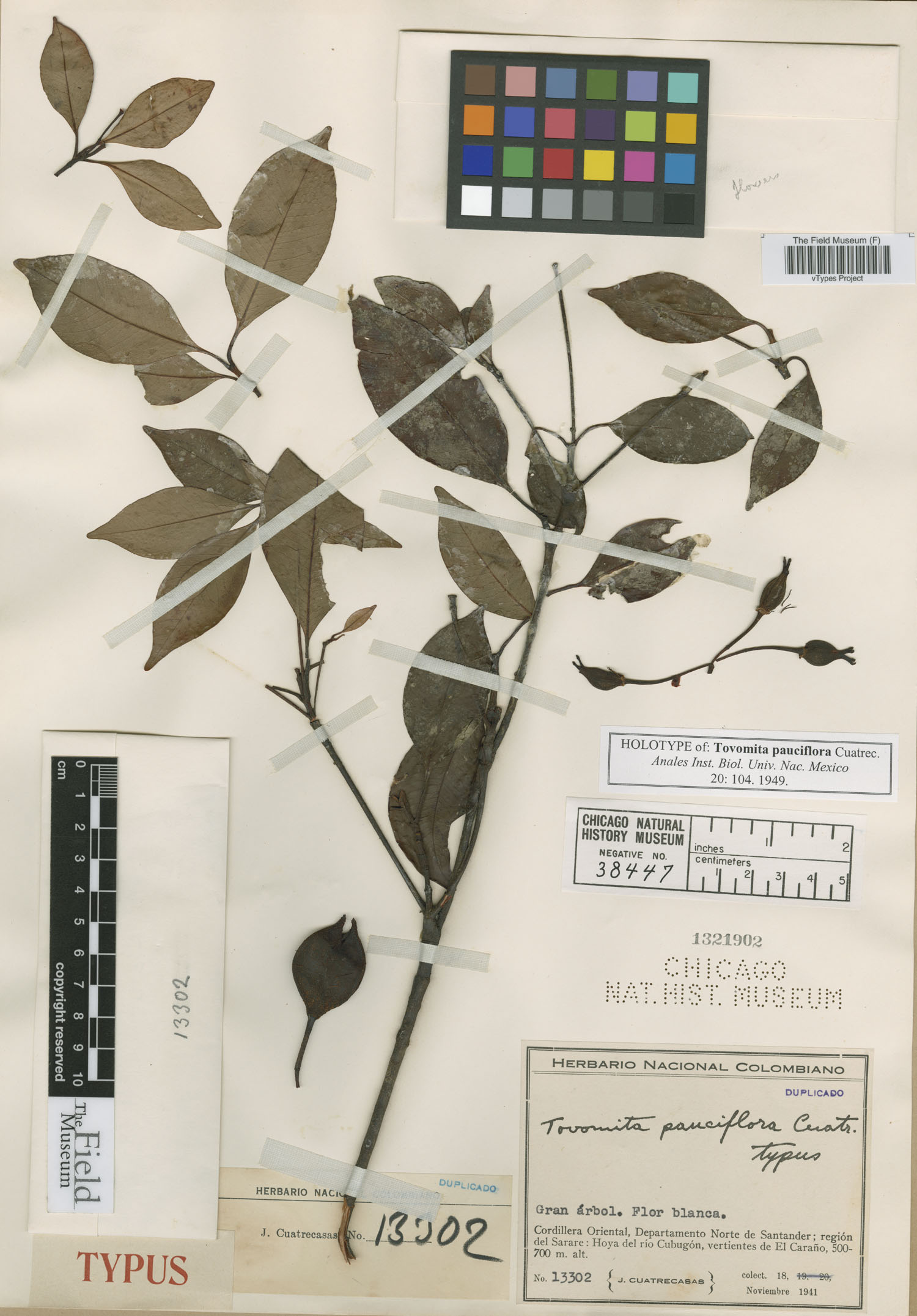 Tovomita pauciflora image