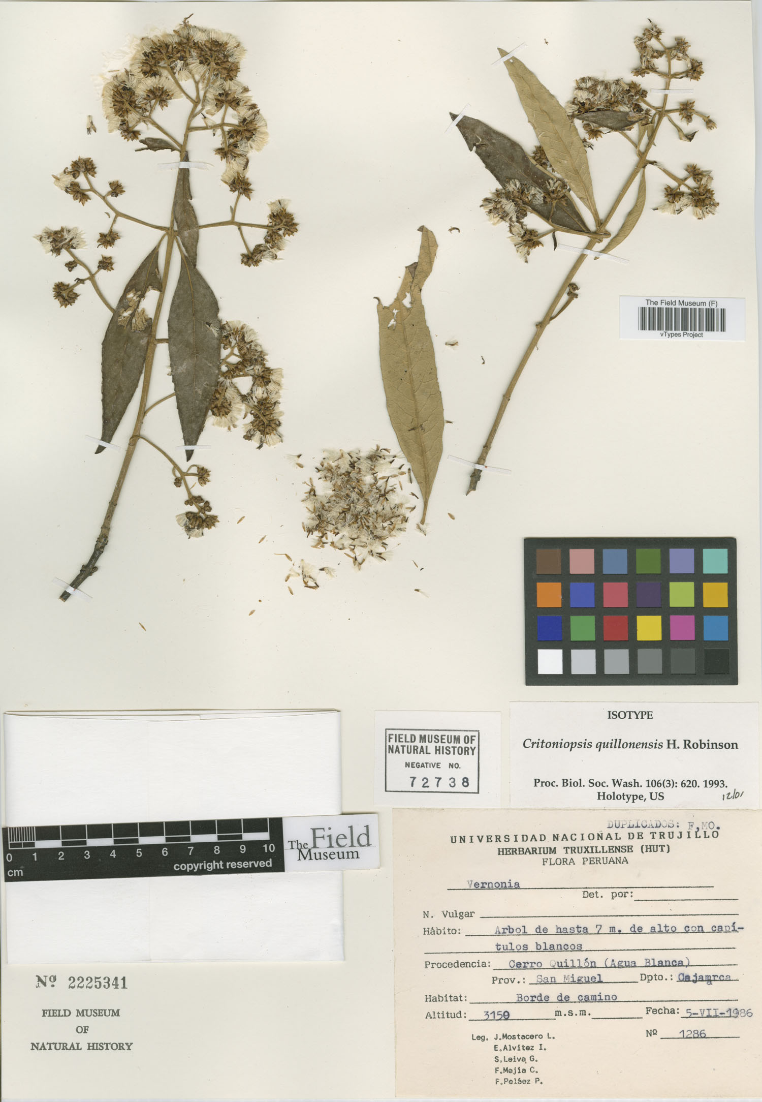 Critoniopsis quillonensis image