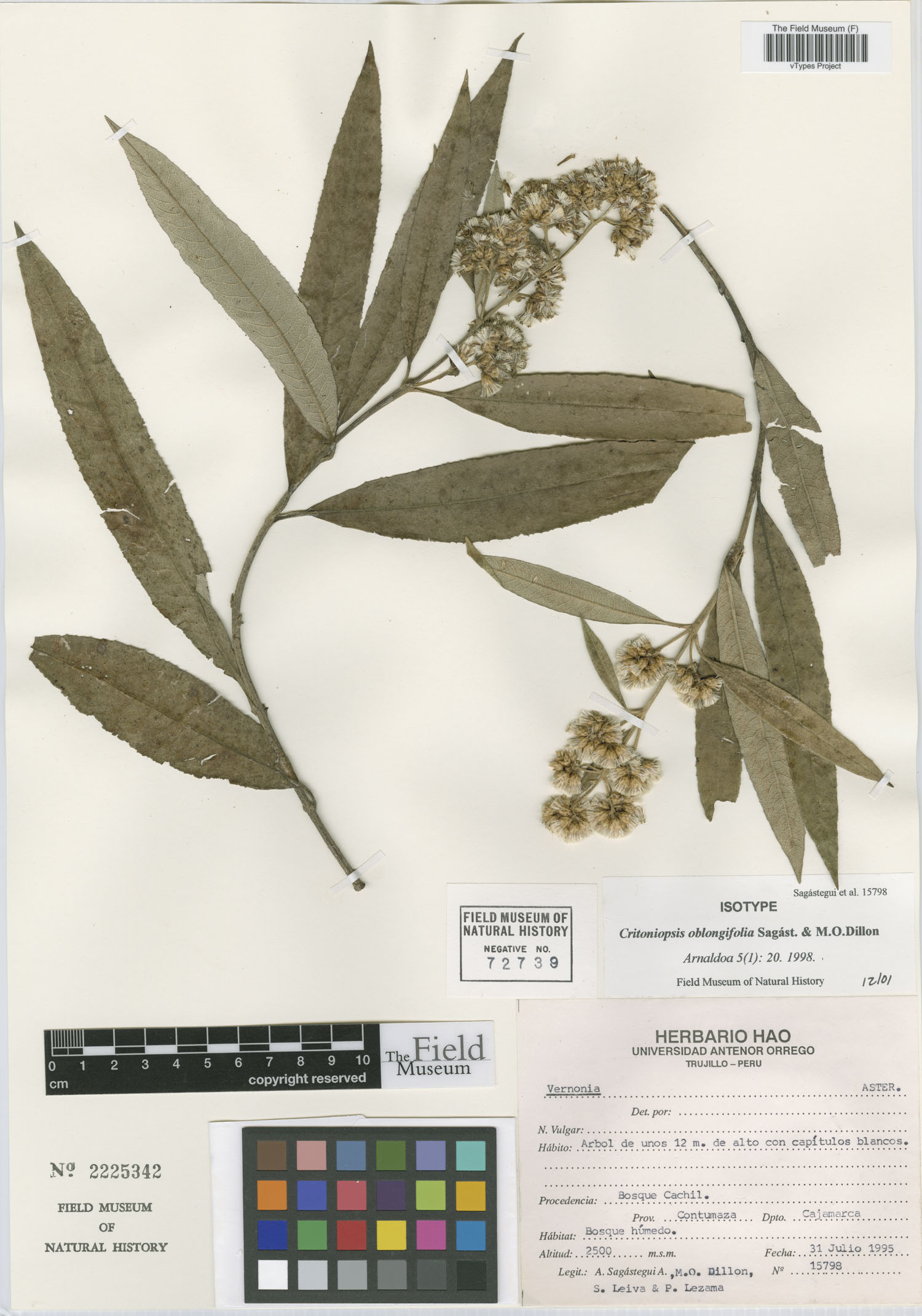 Critoniopsis oblongifolia image