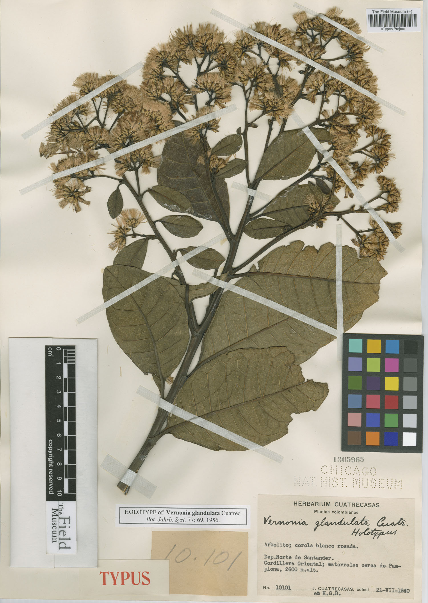 Critoniopsis glandulata image