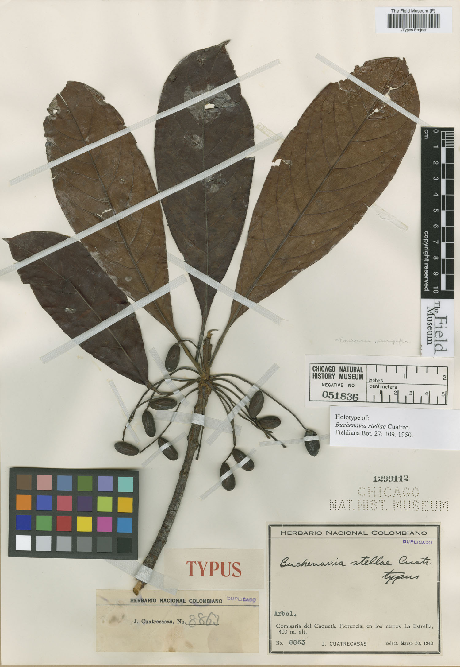 Terminalia macrophylla image