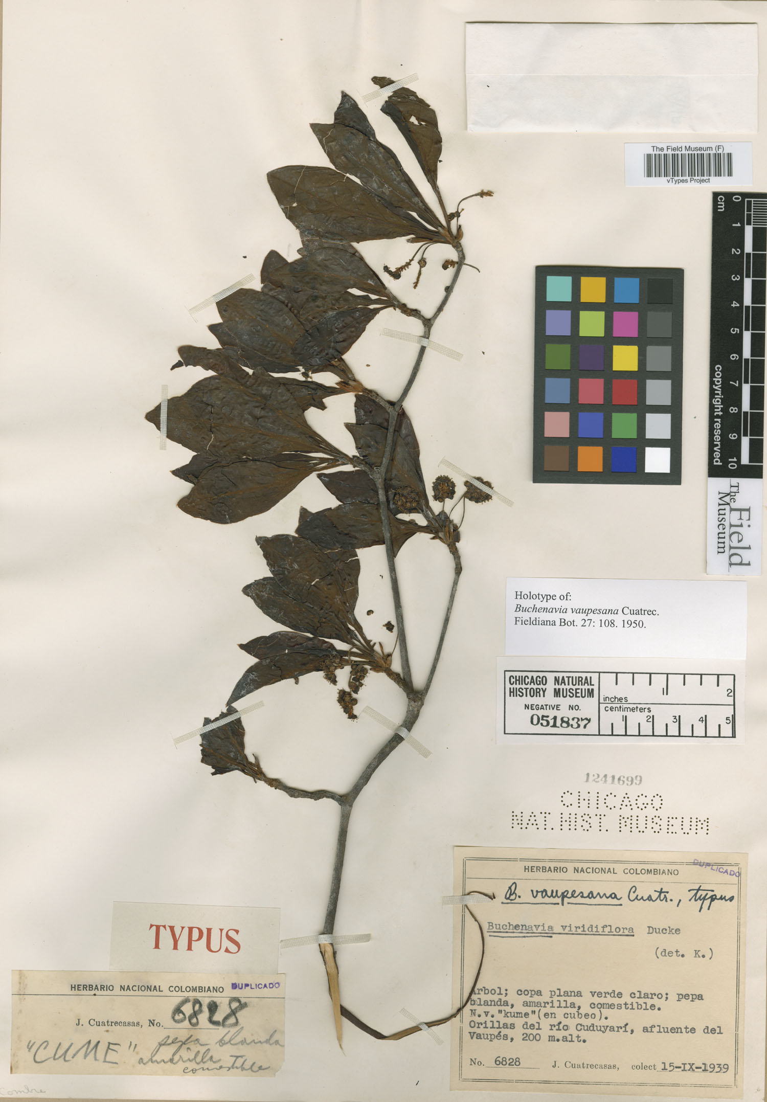 Terminalia tetraphylla image