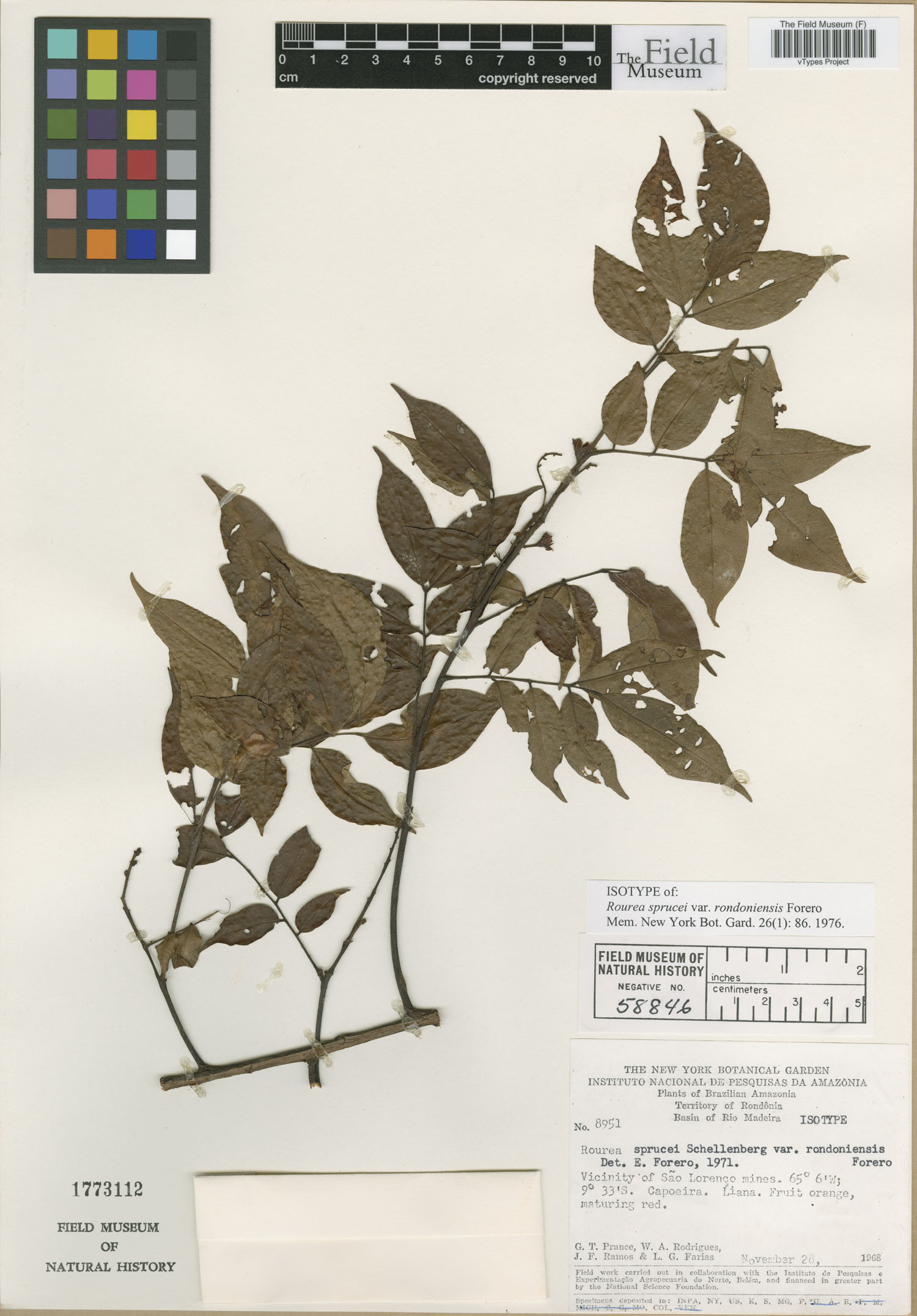 Rourea sprucei var. rondoniensis image