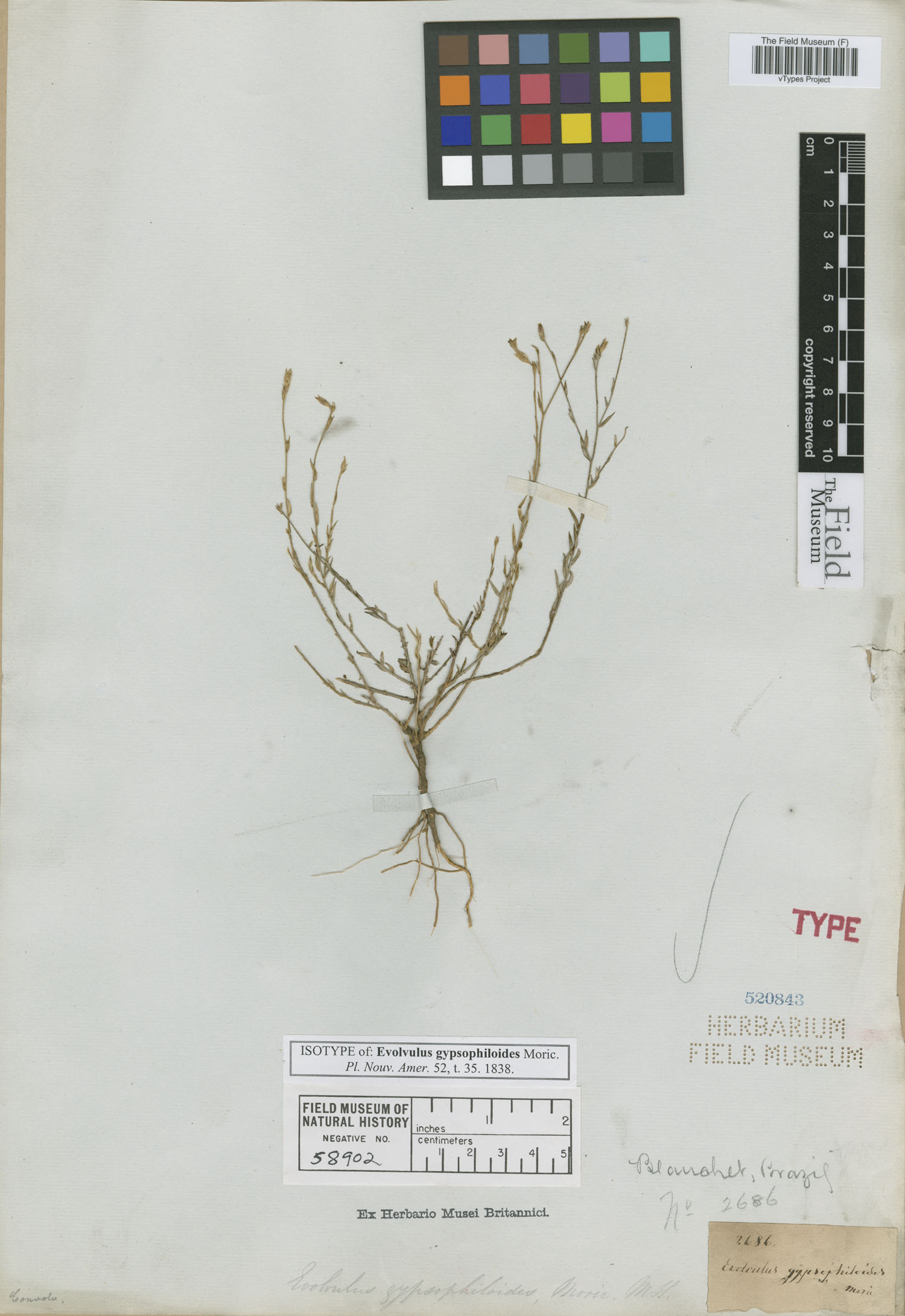 Evolvulus gypsophiloides image