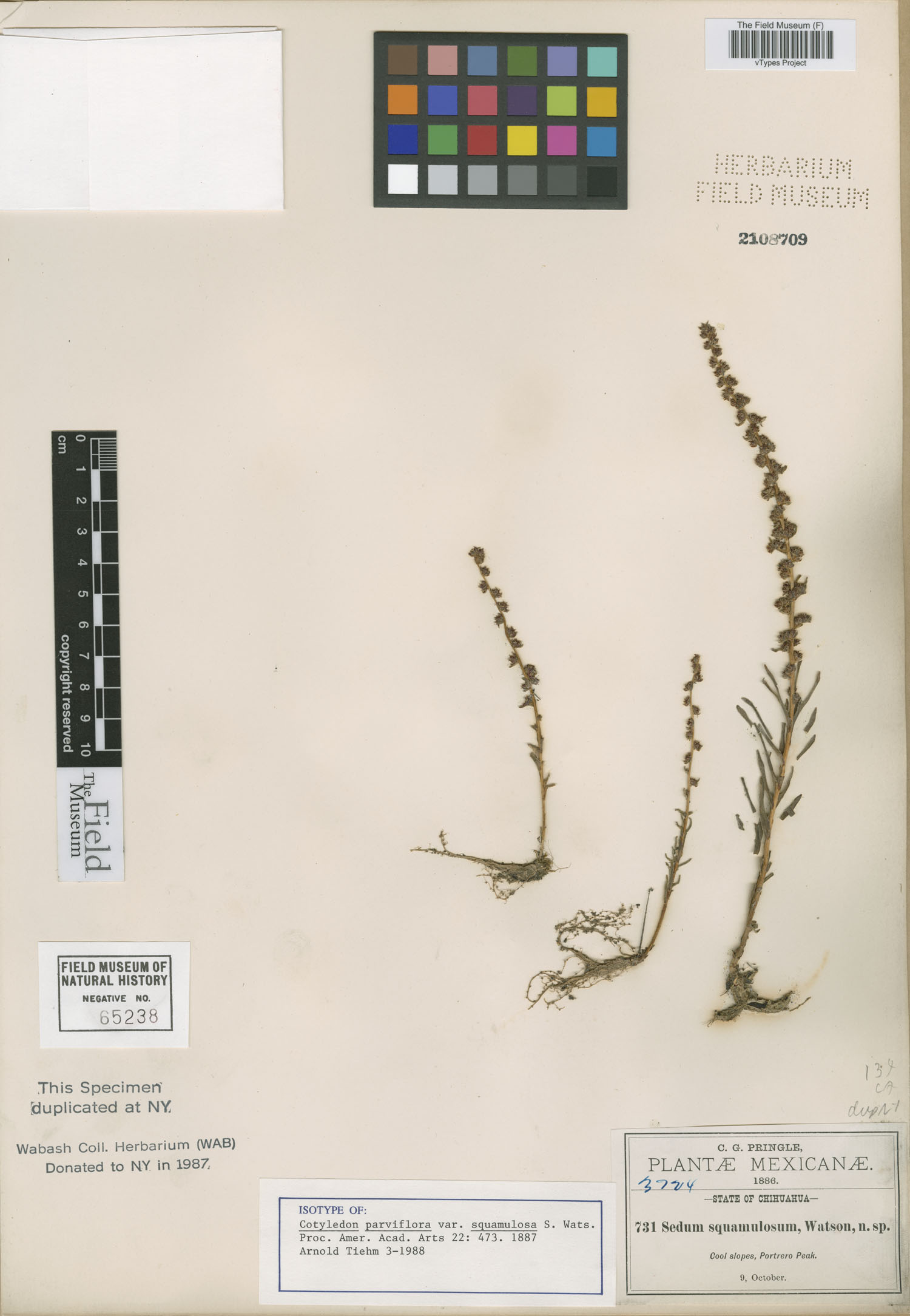 Cotyledon parviflora var. squamulosa image