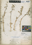 Sedum ebracteatum subsp. ebracteatum image