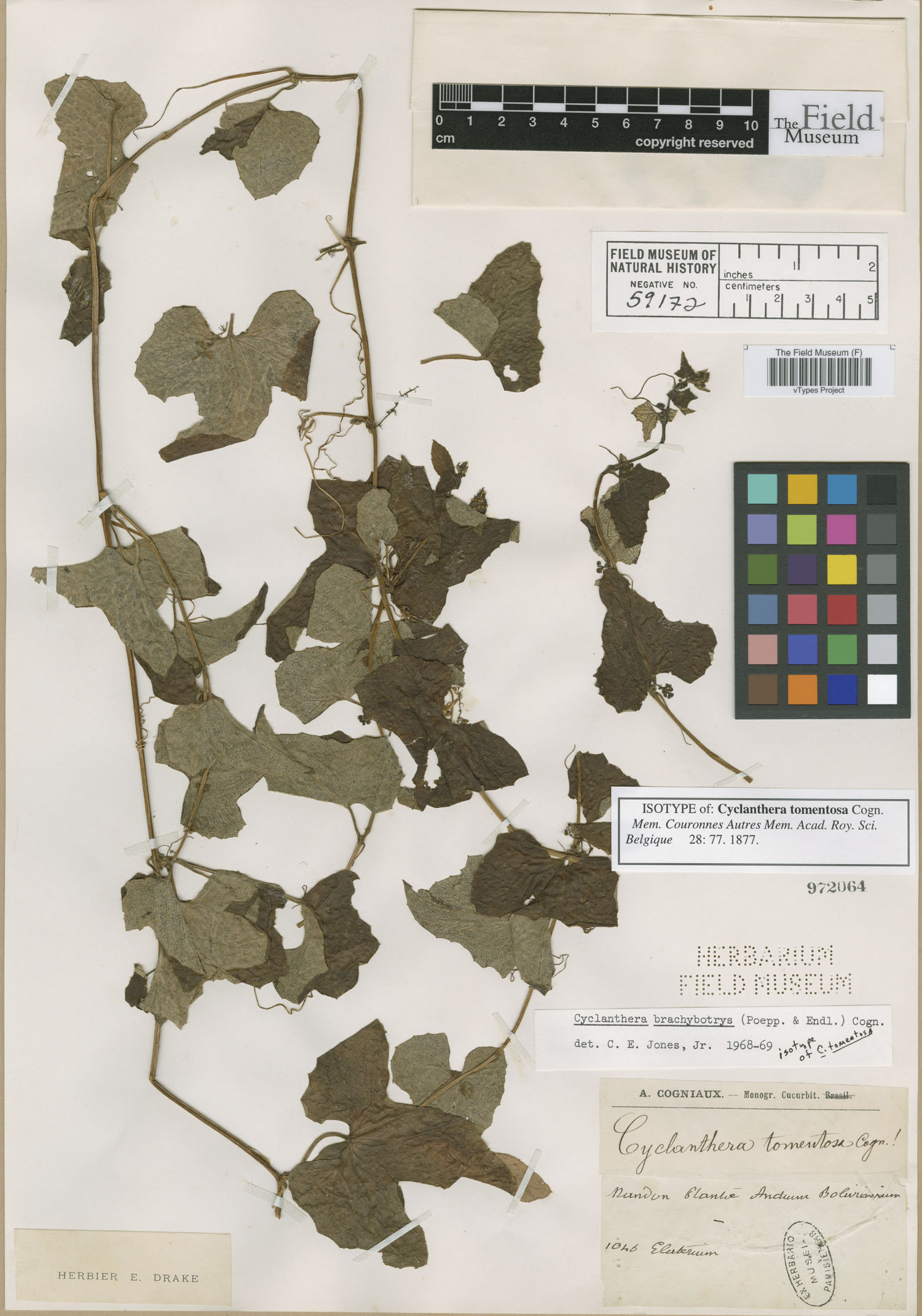 Cyclanthera tomentosa image