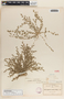 Euphorbia laredana image