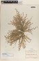 Euphorbia laredana image