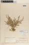 Euphorbia laredana image