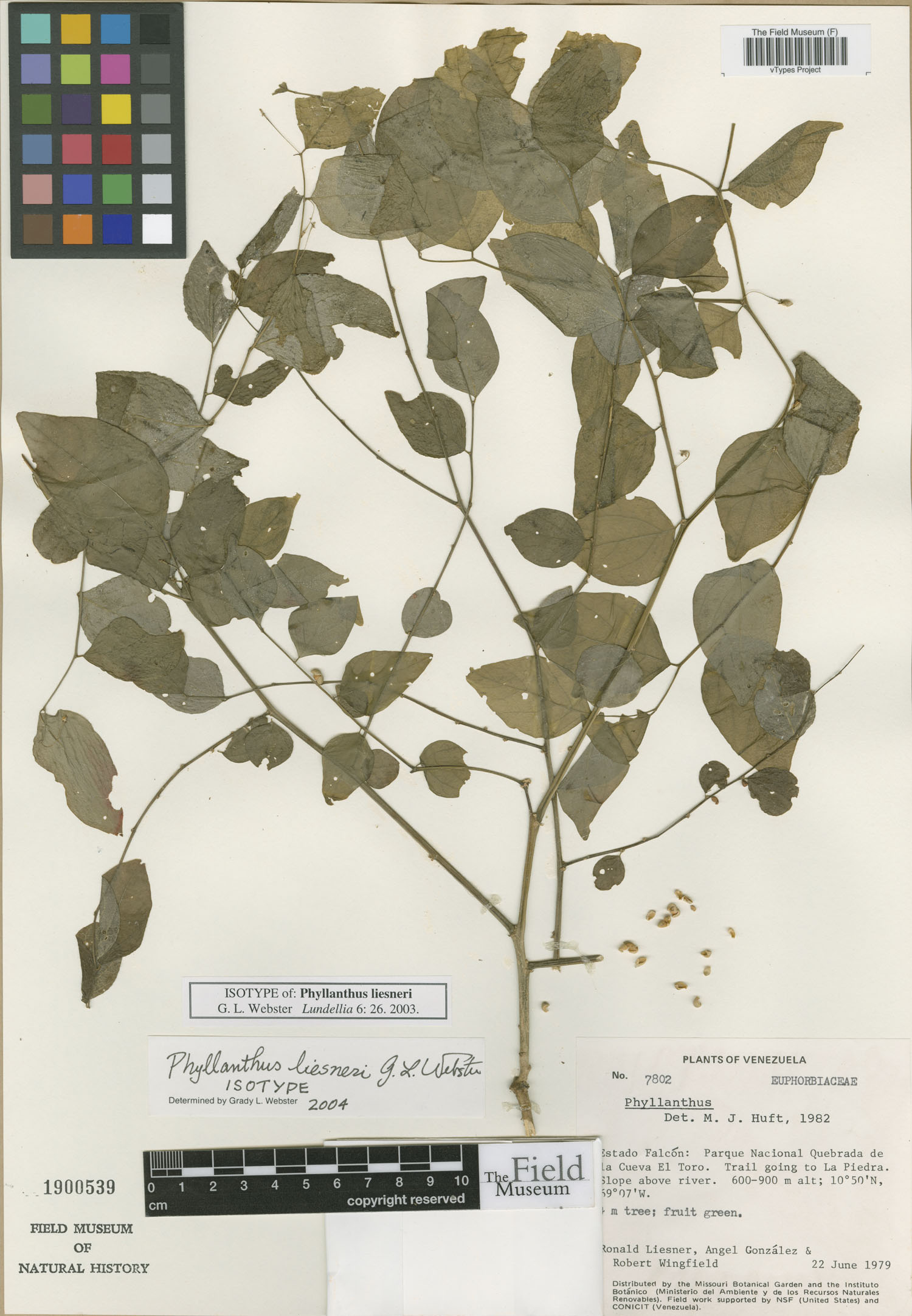 Phyllanthus liesneri image