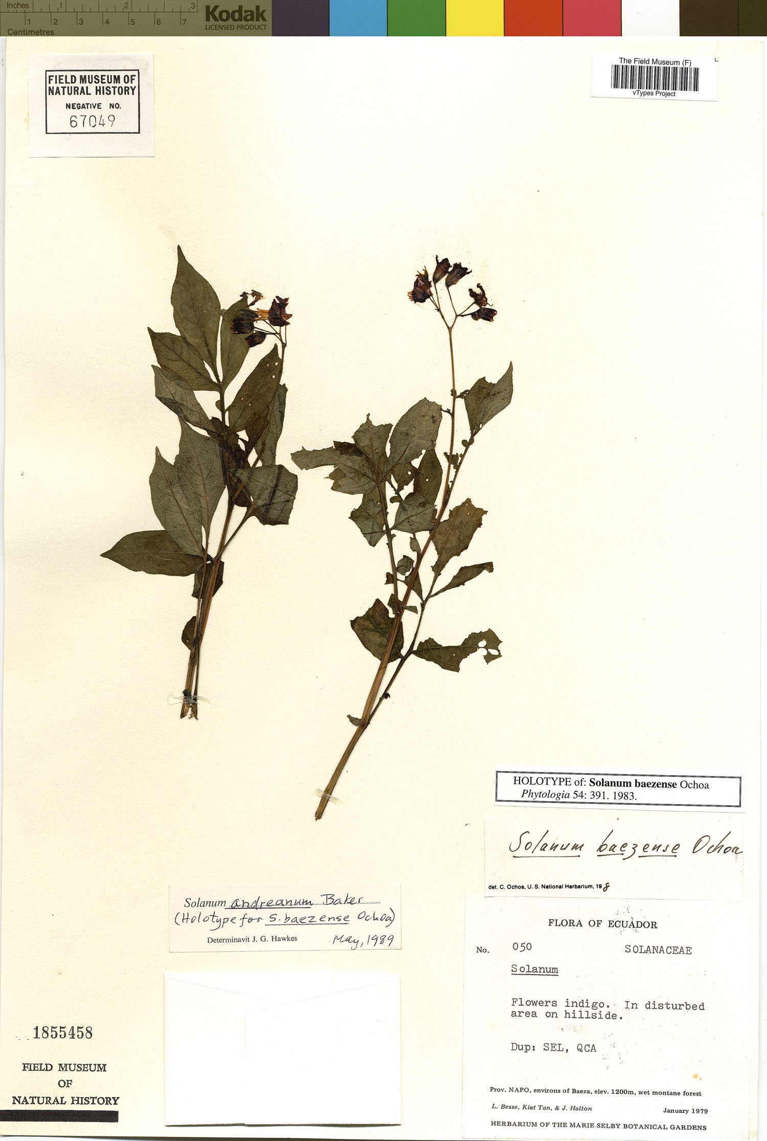 Solanum baezense image