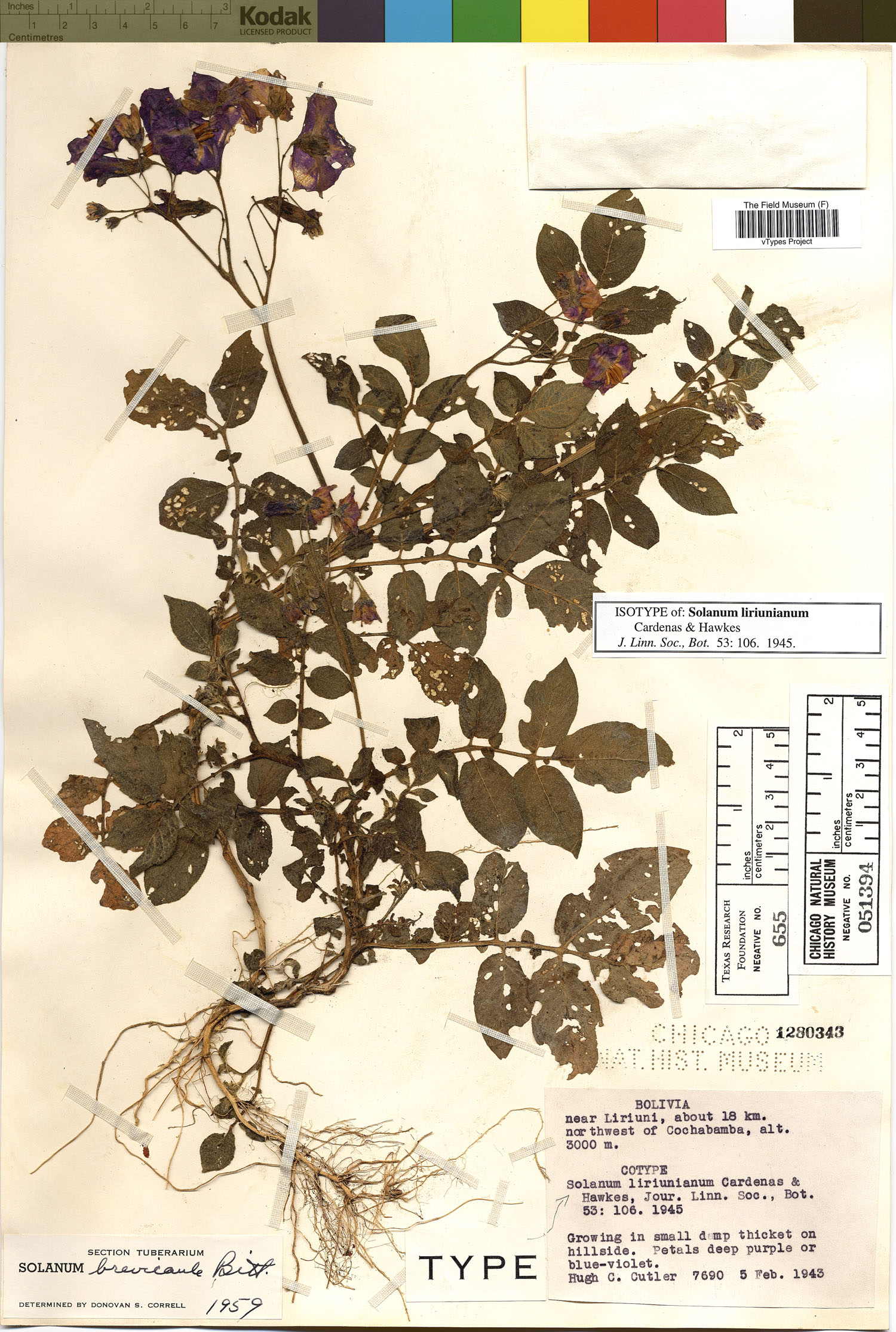 Solanum liriunianum image