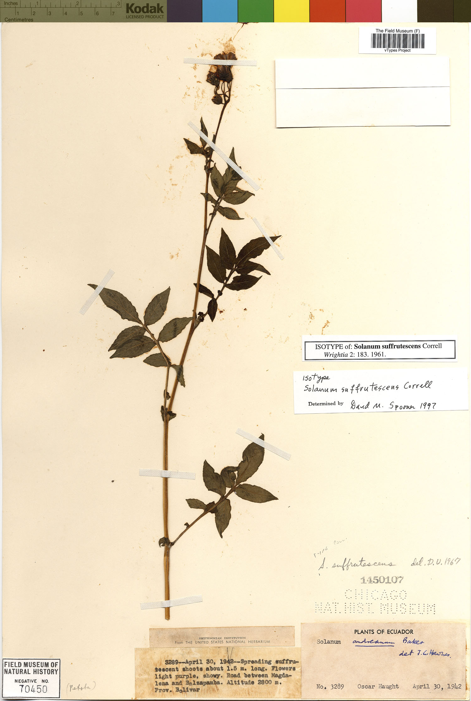 Solanum suffrutescens image