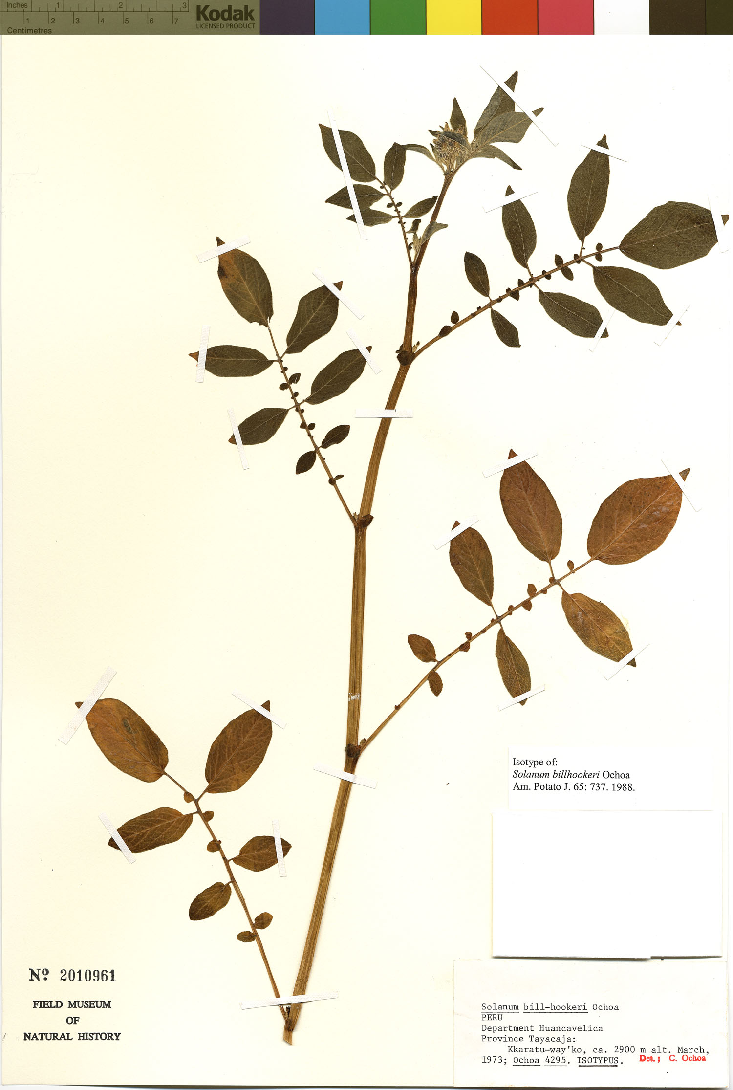 Solanum billhookeri image