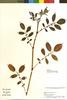 Solanum billhookeri image