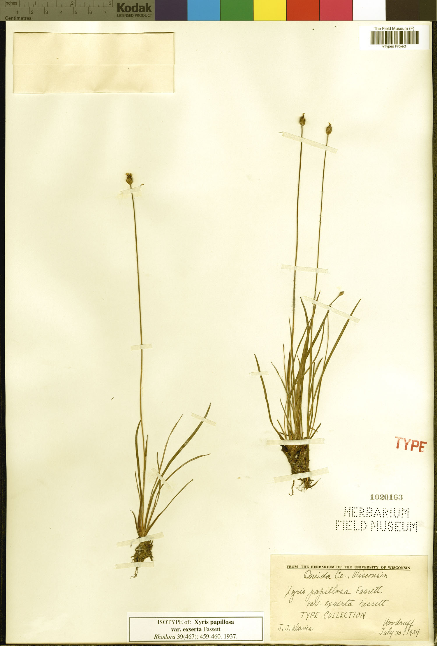 Xyris montana image