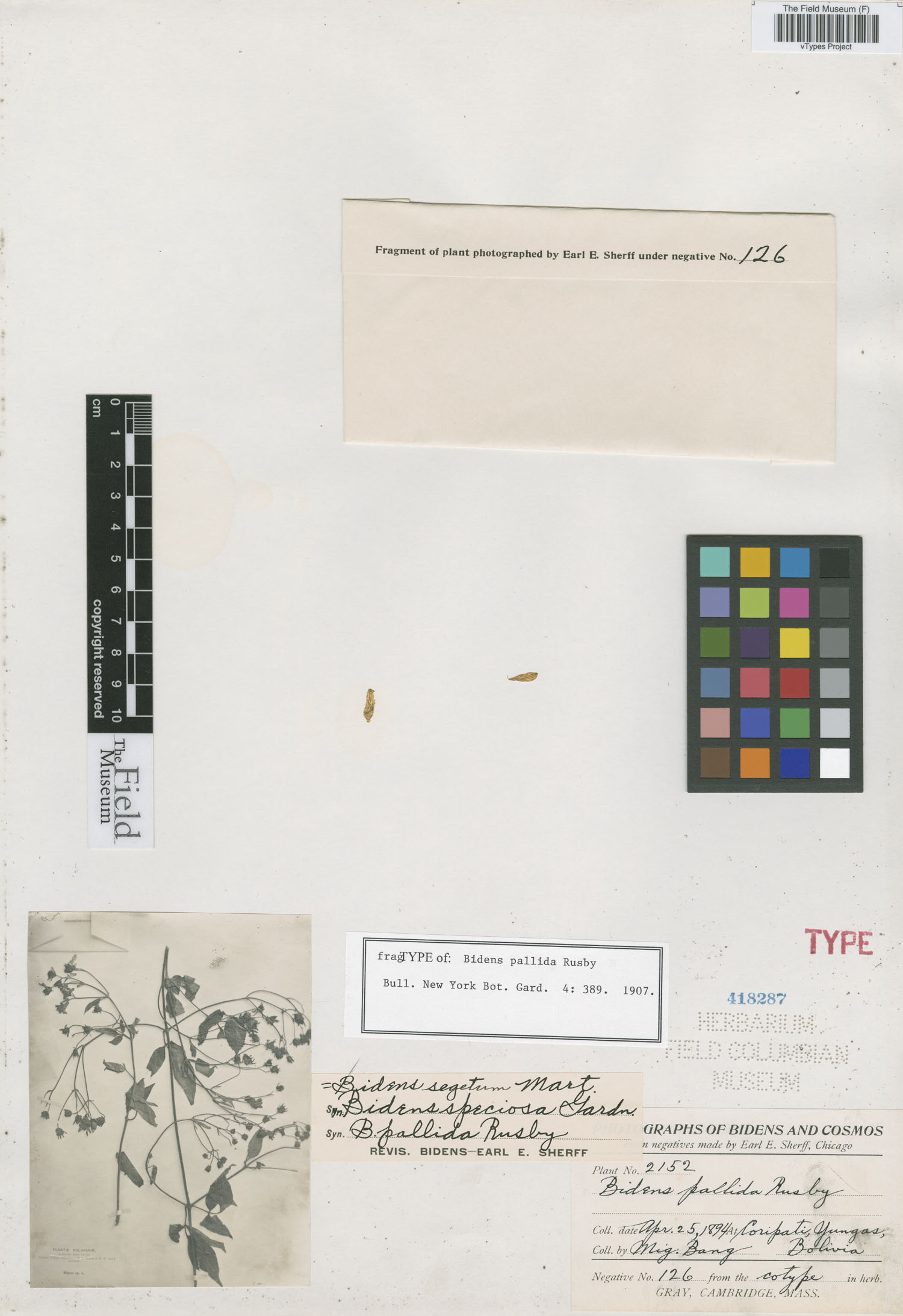 Bidens pallida image