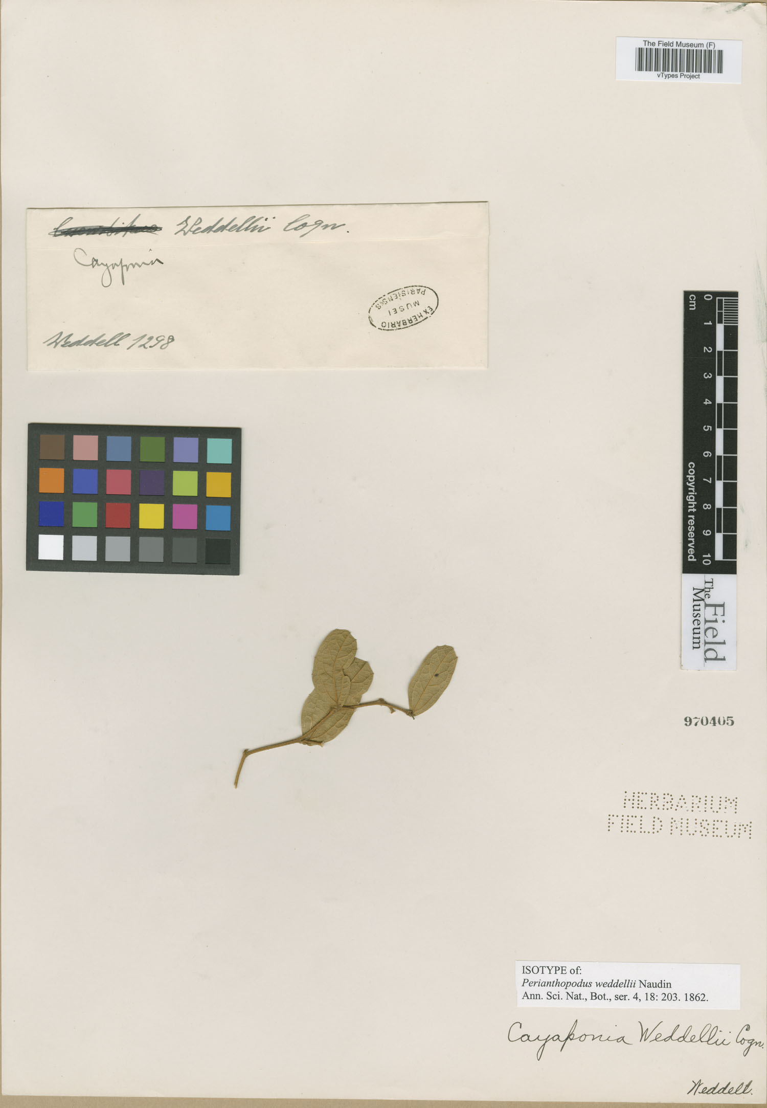Cayaponia weddellii image