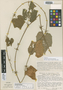 Cyclanthera brevisetosa image
