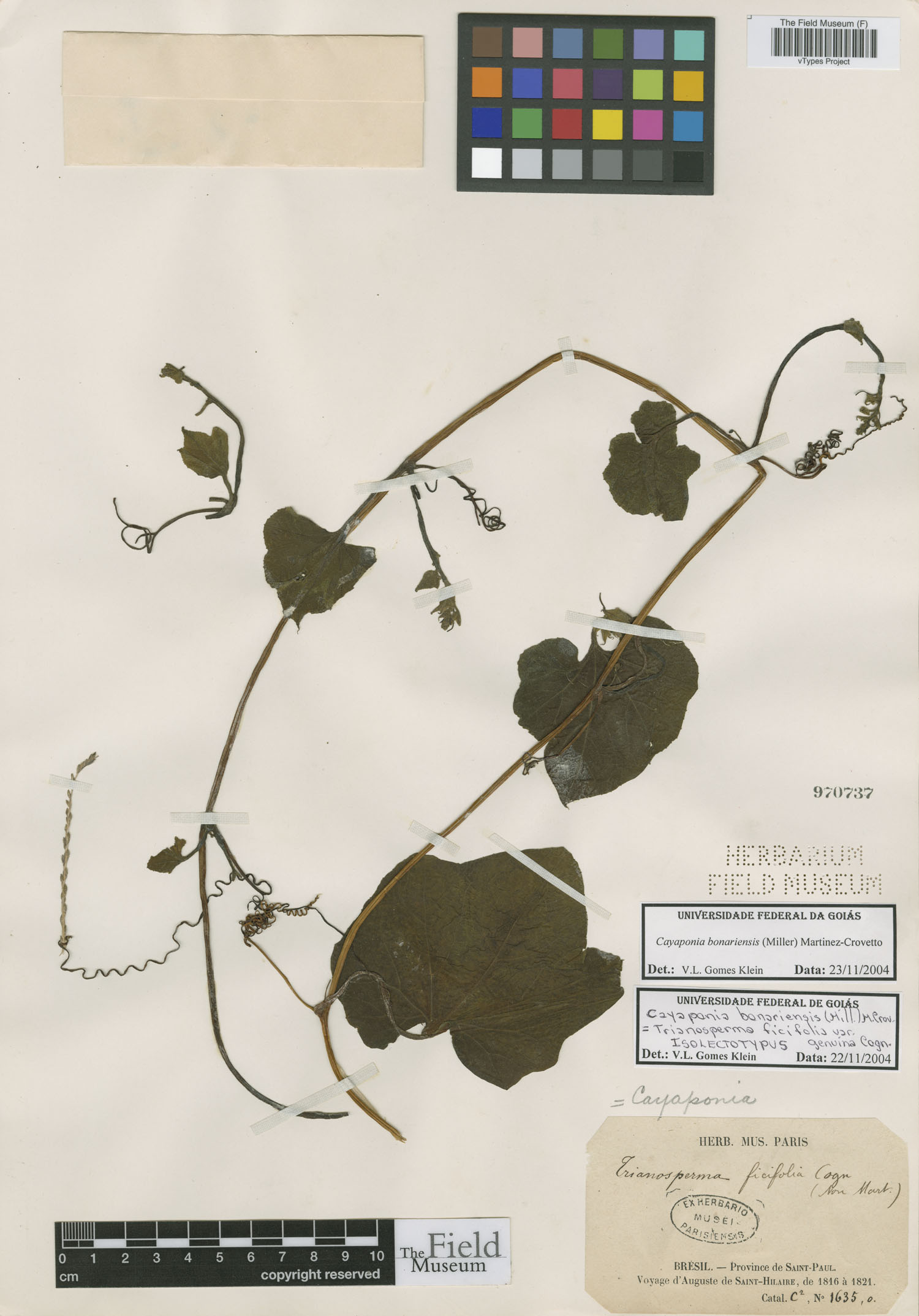 Trianosperma ficifolia image